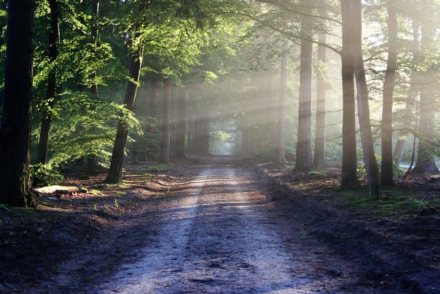 Ressourcen aufbauen im Wald