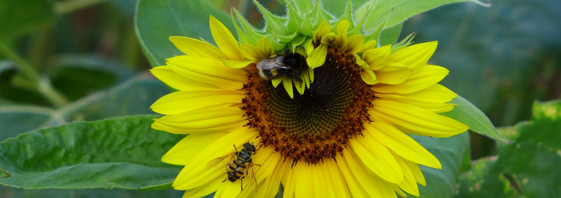 Sonnenblume mit zwei Bienen